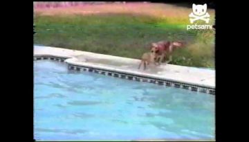 Amazing Lifeguard Dog Rescue