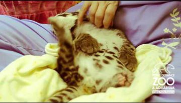 Tickling a Leopard Cub