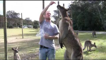 Feeding a Big Kangaroo