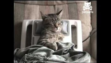 Cat Gets Relaxing Massage