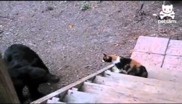 Fearless Cat Shows Bear Who’s Boss