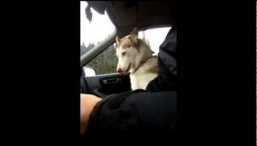 Husky Needs to Hold Hands During a Ride