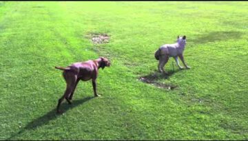 Dog Hunts Wolf