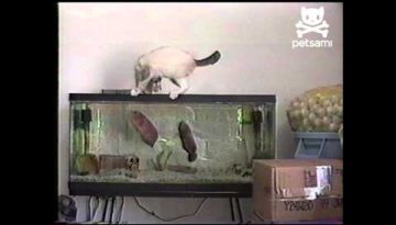 Fish Attacks Cats