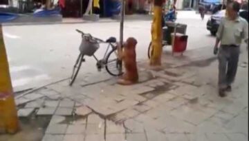 Dog Guards Owner’s Bike