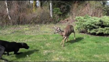 Dog & Deer – Best Friends