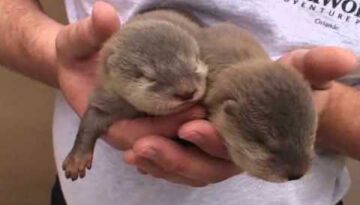 Adorable Baby Otters 2