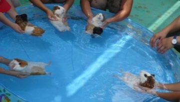 bathing-guinea-pigs