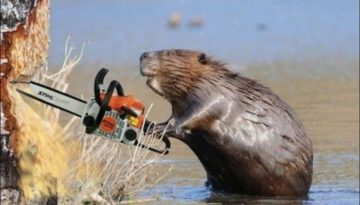 beaver-chainsaw