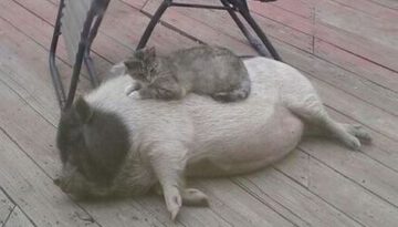 cat-on-a-pig