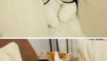 cat-sunglasses