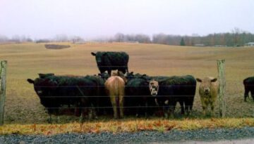 cow-on-cows