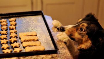 dog-wants-cookies