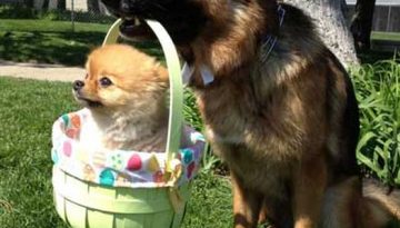 easter-dogs