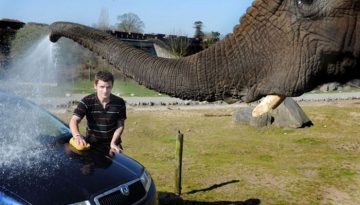 elephant-car-wash