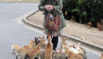 feeding-rabbits