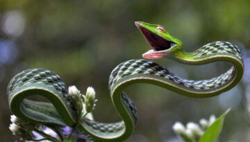 flat-snake