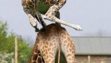 giraffe-on-giraffe