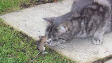 The Mouse that Spooked a cat