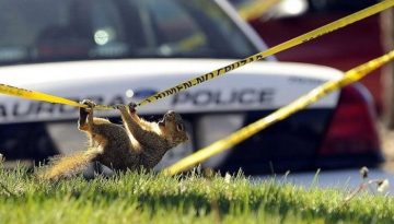 police-tape-squirrel