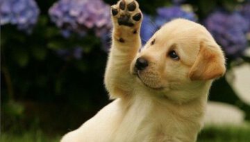 puppy-wave