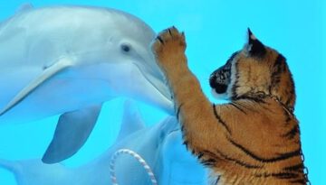 tiger-dolphins