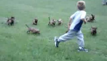 Puppies Chasing a Boy