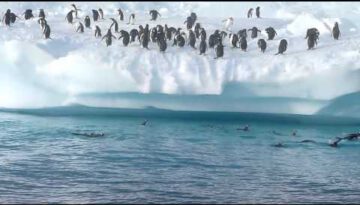Jumping Penguins