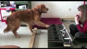 Dog Has Perfect Pitch