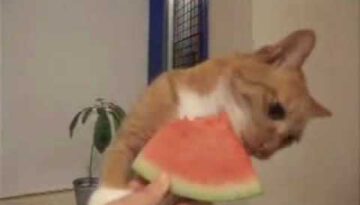Cat Loves Watermelon