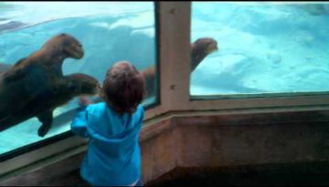 Otters Chase Little Girl