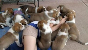 attacked-by-puppies