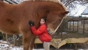 big-horse