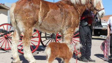 big-small-horse