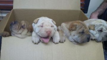 box-puppies