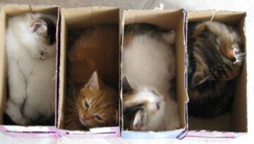 boxed-kittens