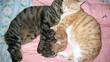 cat-couple-kittens