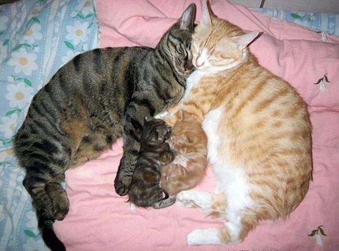 Cat Couple & Kittens - 1Funny.com
