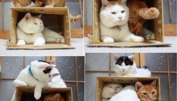 cats-and-a-box
