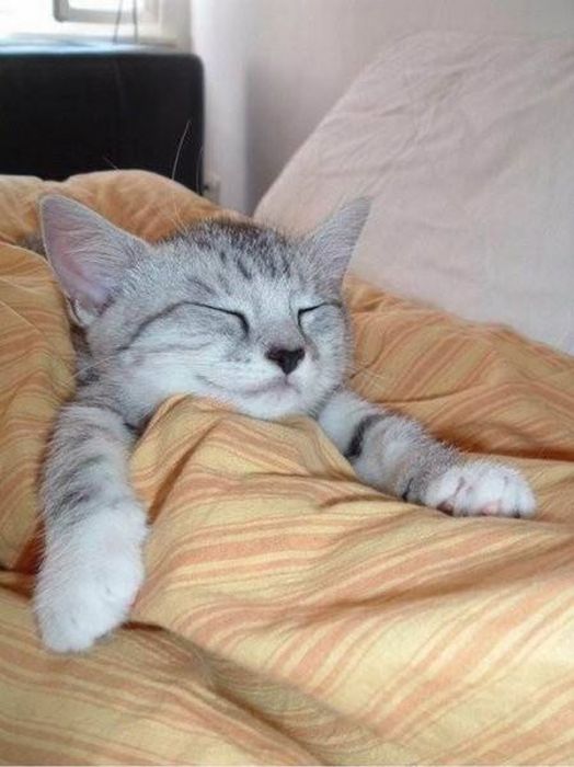 comfy-cat.jpg