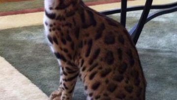 leopard-cat
