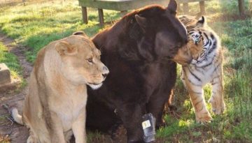 lion-bear-tiger-friends