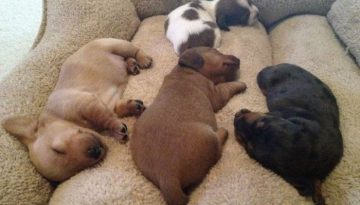 sleeping-puppies