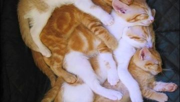 snuggle-cats