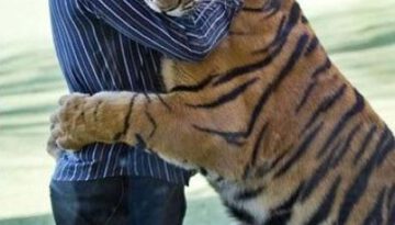 tiger-hug