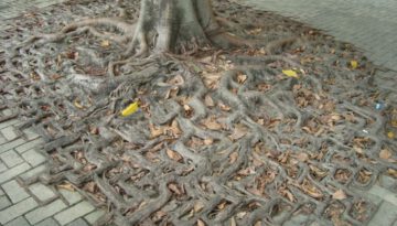 tree-roots-tiles