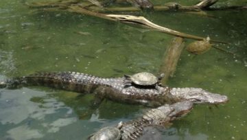 turtle-on-gators