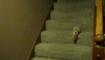 Piglet Down the Stairs
