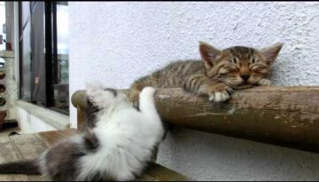 Kitten Tries to Wake His Friend