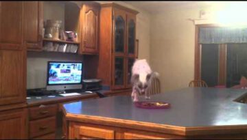 Dog Gets Caught Stealing Food
